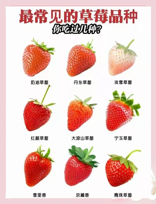 哪个品种的草莓比较大-图3