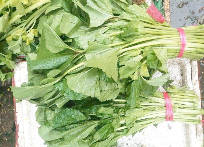 抗寒的蔬菜有哪些品种-图1