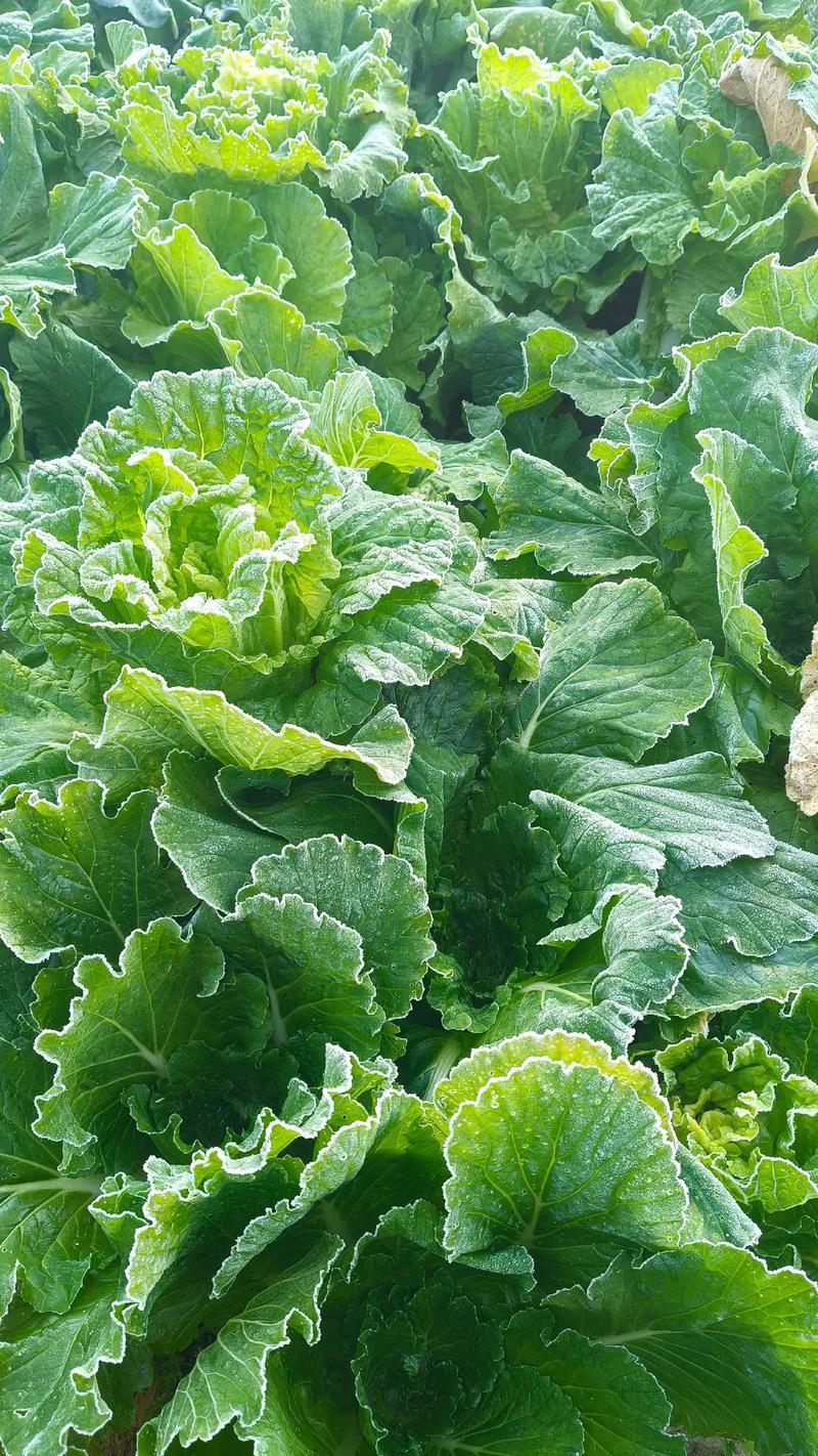 抗寒的蔬菜有哪些品种-图2