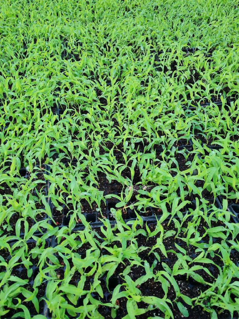 水果玉米育苗视频，关键技术有哪些？-图1