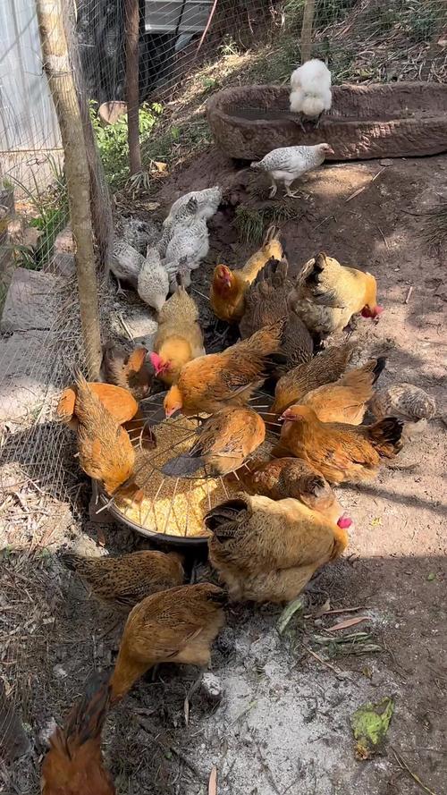 新手养鸡全套技术视频有哪些关键要点?-图2 新手养鸡全套技术视频有哪些关键要点?-图2