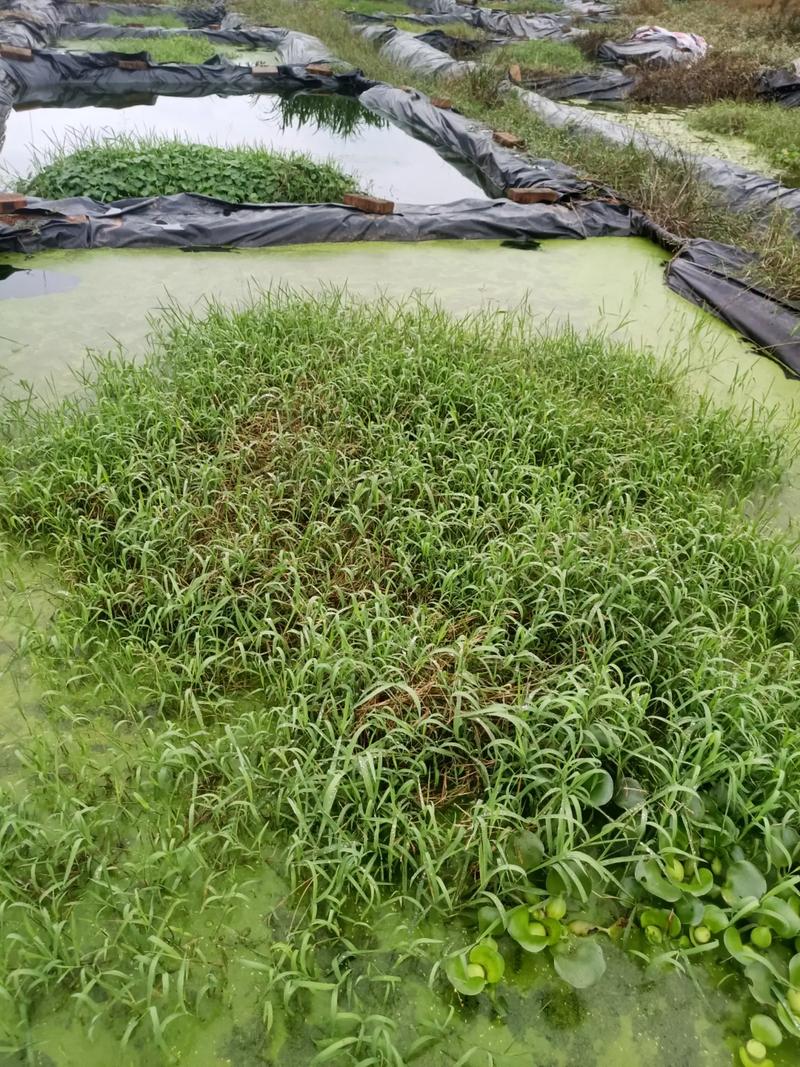 黄鳝养殖种植技术视频怎么学？-图2