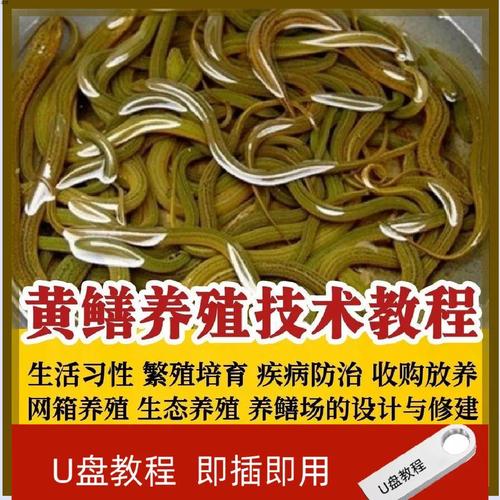 黄鳝养殖种植技术视频怎么学？-图3