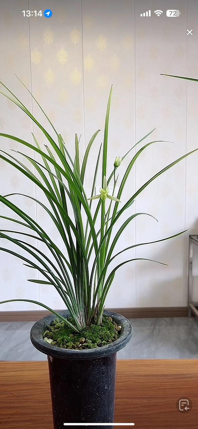 家里适合养啥品种兰花-图1