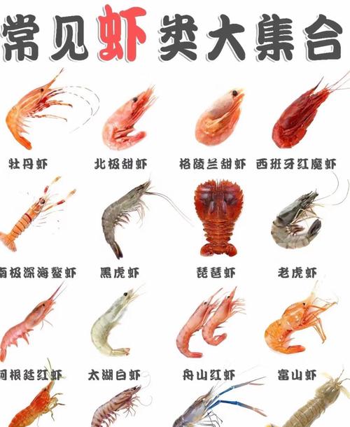 常见虾品种有哪些？看图识虾全在这！-图1