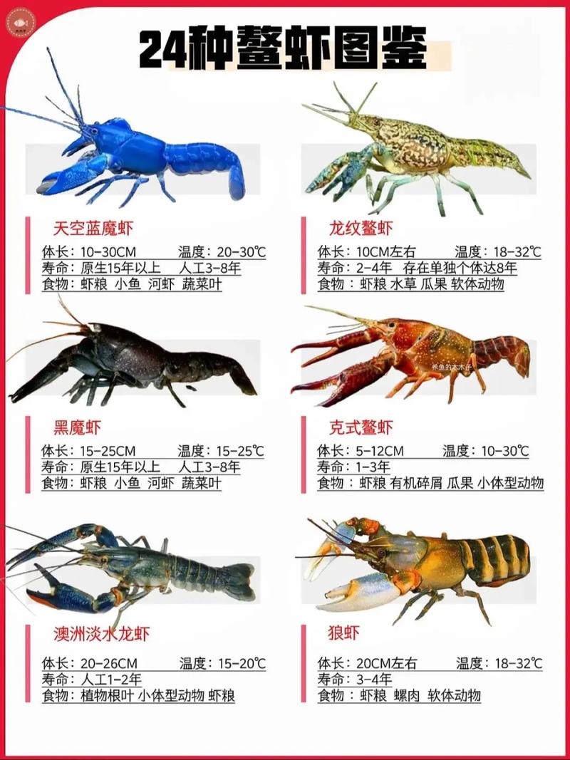 常见虾品种有哪些？看图识虾全在这！-图2