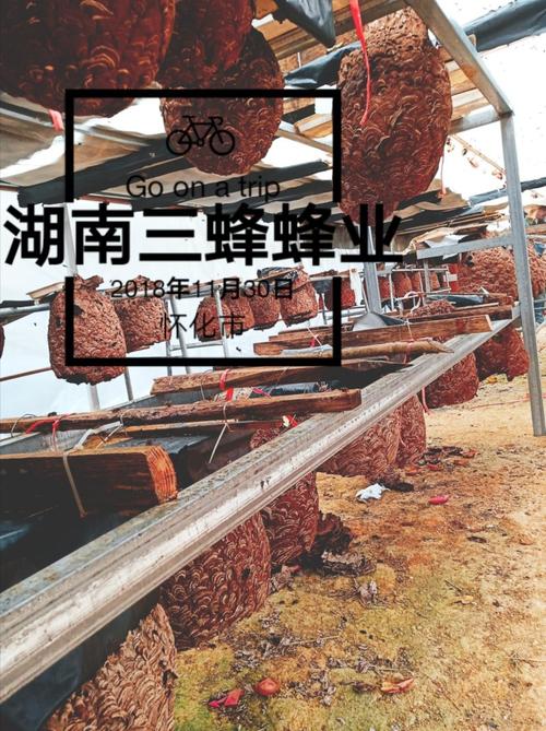 胡蜂蜂王如何安全越冬？-图1