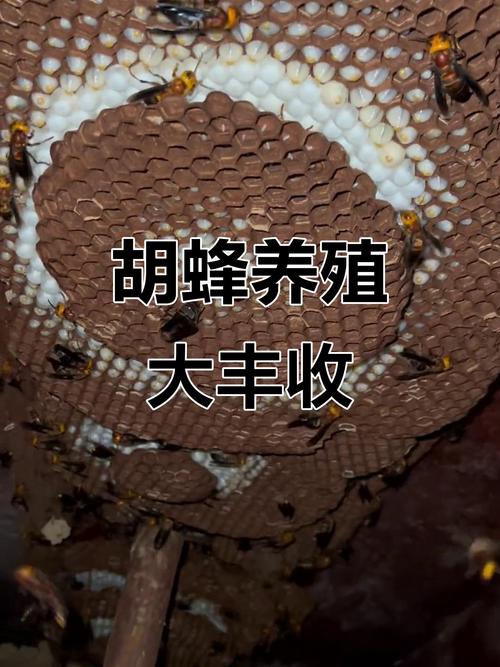 胡蜂蜂王如何安全越冬？-图2