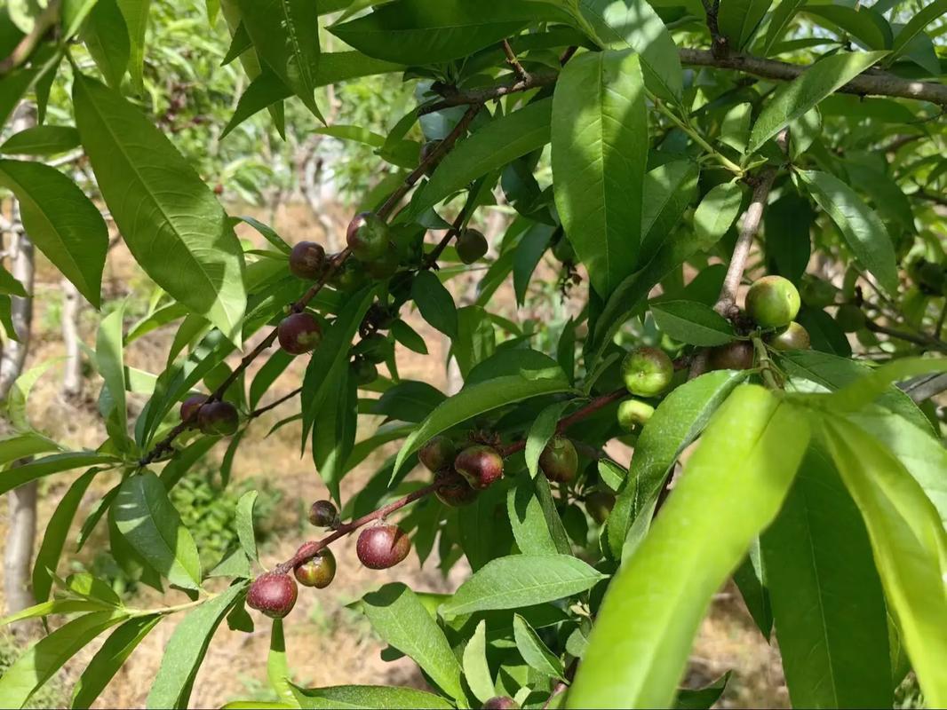 中油10号桃品种特点有哪些？-图1