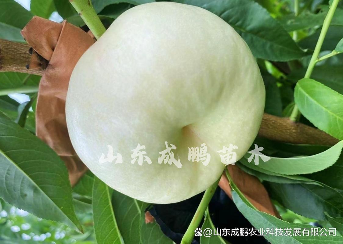 中油10号桃品种特点有哪些？-图2