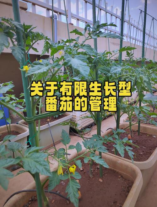 西红柿树水培种植技术-图1