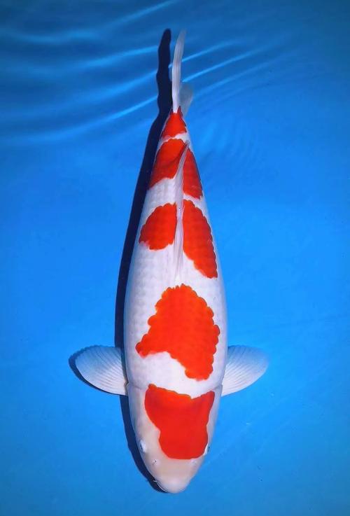 日本锦鲤品种究竟有多少种？-图2