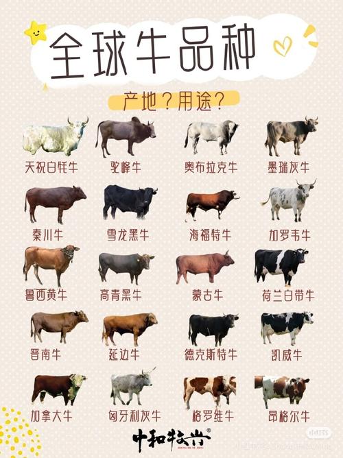 优质肉牛品种有哪些？-图3