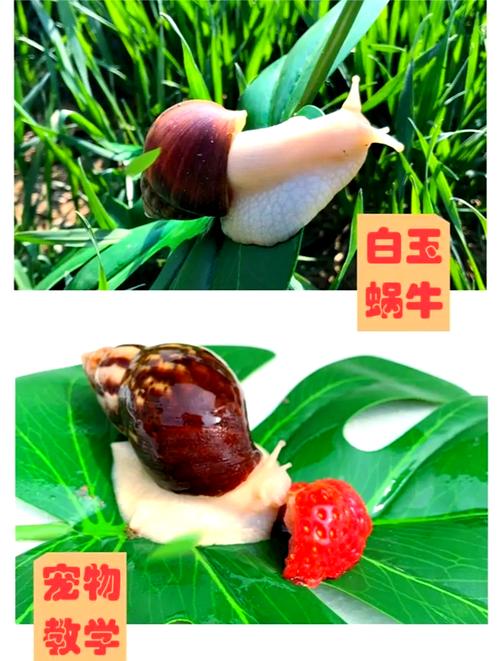 蜗牛养殖技术视频怎么学?-图1 蜗牛养殖技术视频怎么学?-图1