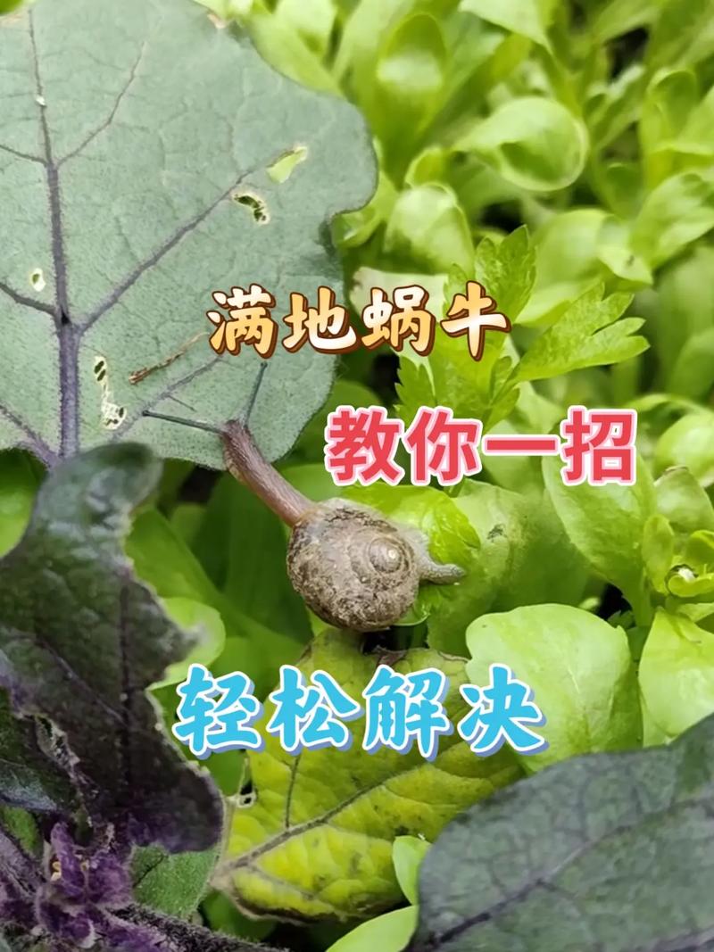 蜗牛养殖技术视频怎么学?-图2 蜗牛养殖技术视频怎么学?-图2