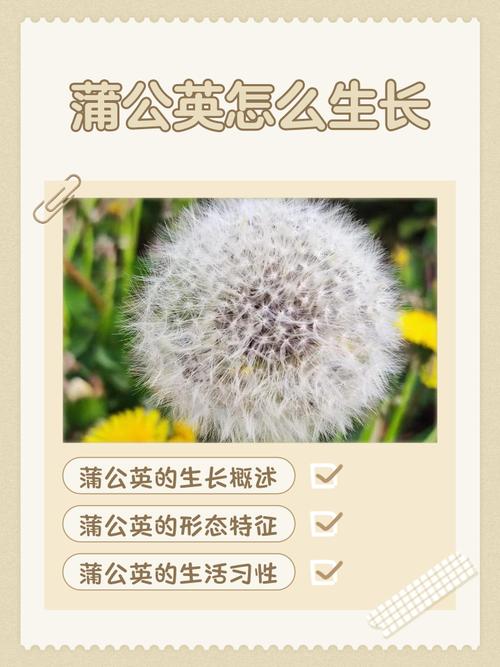 蒲公英种植技术有哪些关键要点？-图1