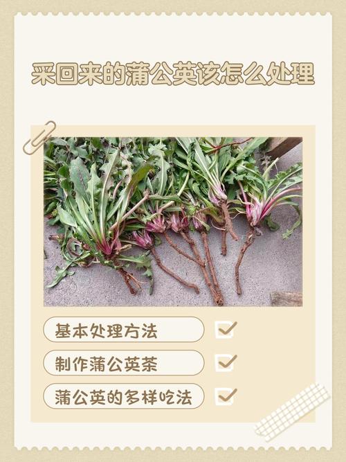 蒲公英种植技术有哪些关键要点？-图2
