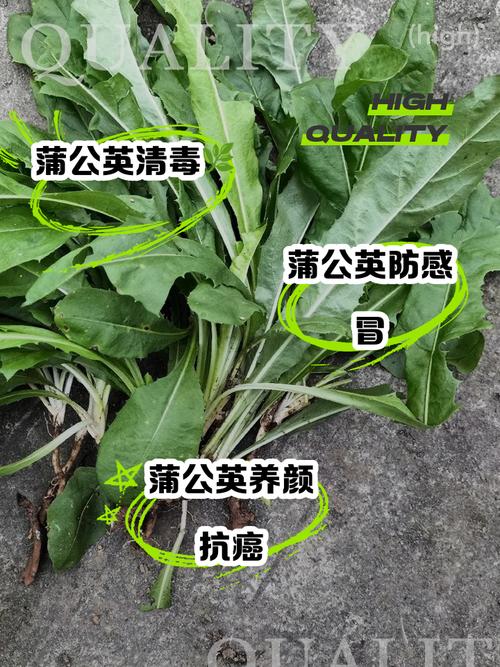 蒲公英种植技术有哪些关键要点？-图3