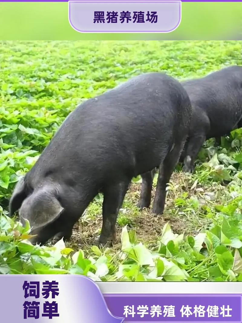 辽宁丹黑猪哪个品种好?-图1 辽宁丹黑猪哪个品种好?-图1