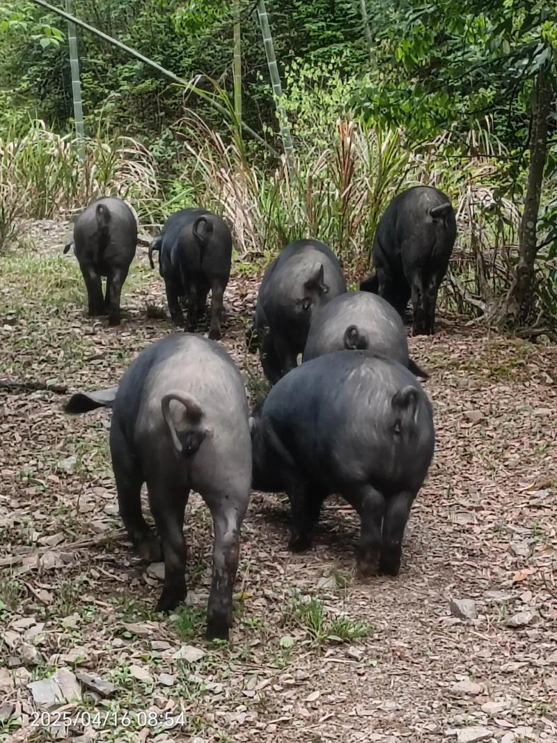 辽宁丹黑猪哪个品种好?-图3 辽宁丹黑猪哪个品种好?-图3
