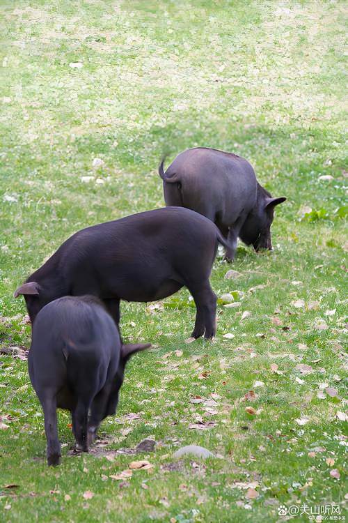 辽宁丹黑猪哪个品种好?-图2 辽宁丹黑猪哪个品种好?-图2