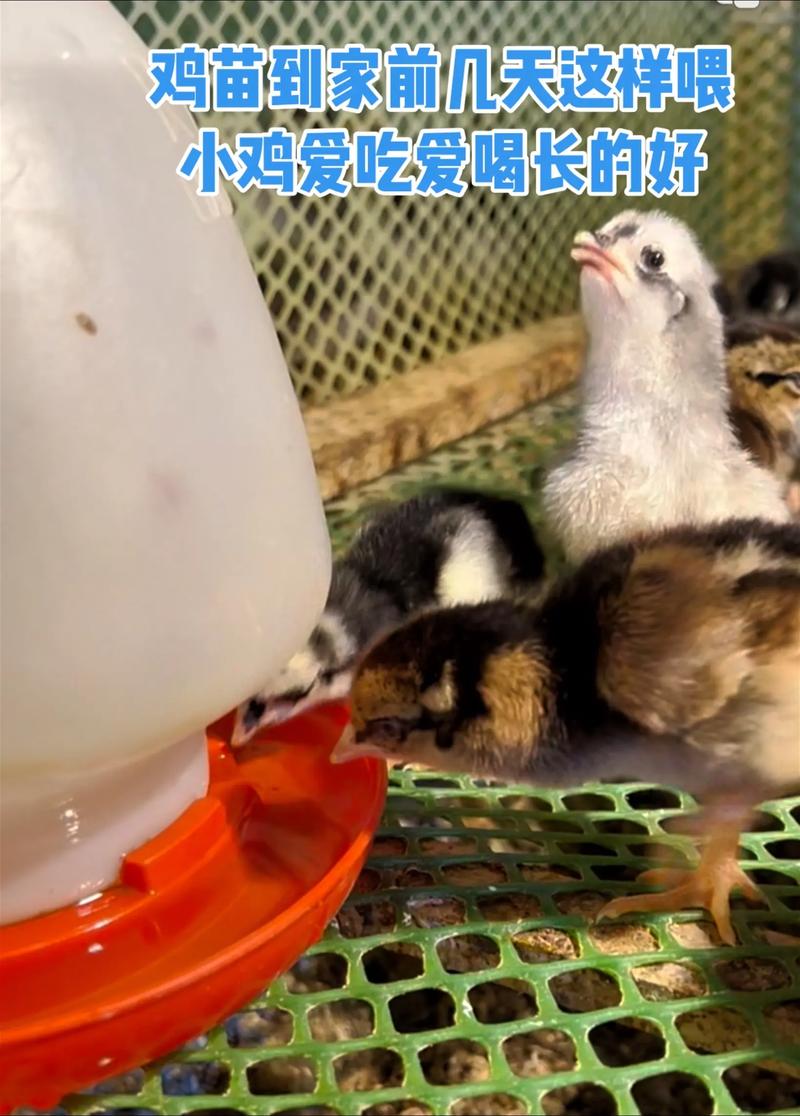 养殖小鸡怎么养殖技术-图1