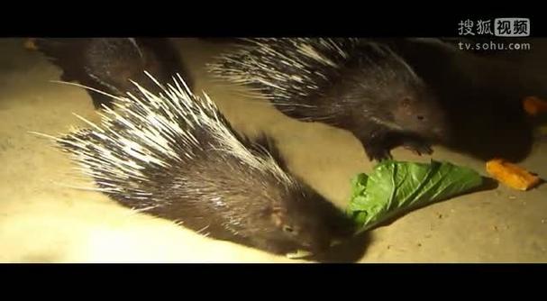 豪猪种苗现在价格多少？-图2