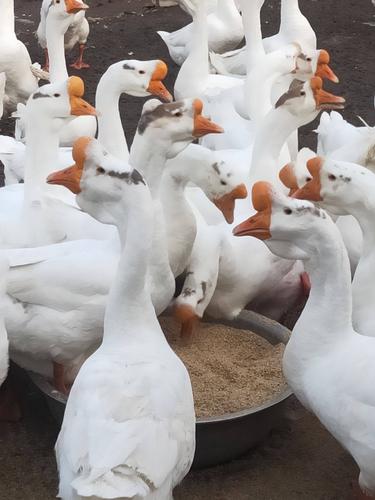 常见的白鹅品种有哪些？-图1