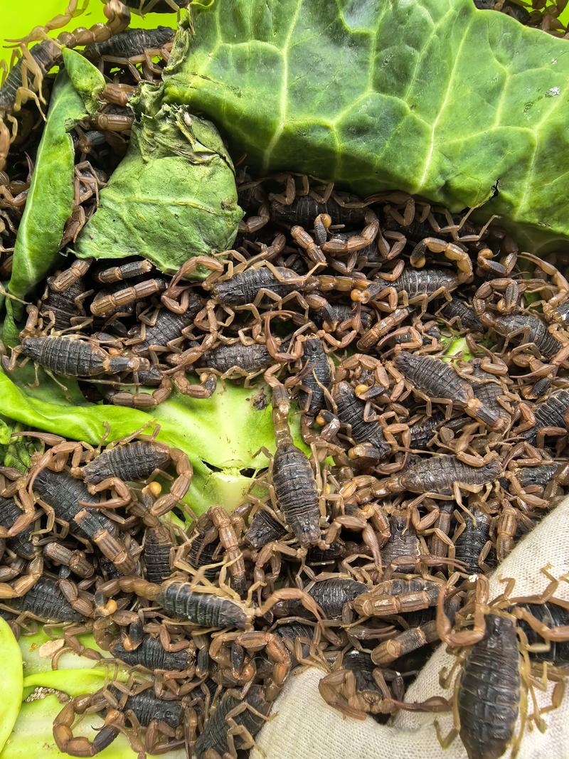 蝎毒2025最新价格是多少？-图2