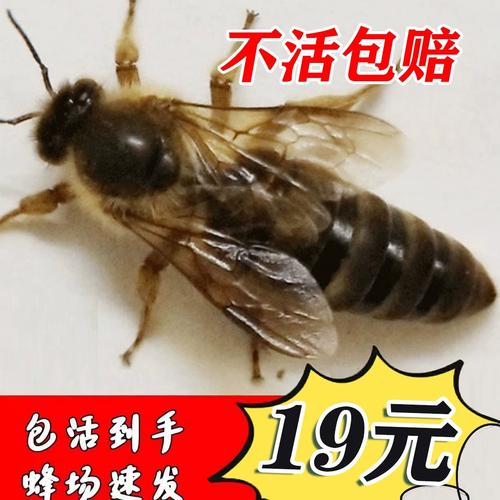 广西适合养殖哪些中蜂品种？-图3