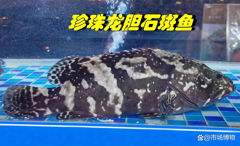 珍珠龙胆养殖技术要点有哪些？-图1