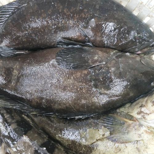 珍珠龙胆养殖技术要点有哪些？-图2