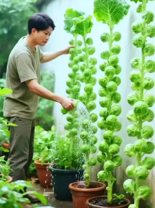 夏季甘蓝怎么种？视频技术要点有哪些？-图2