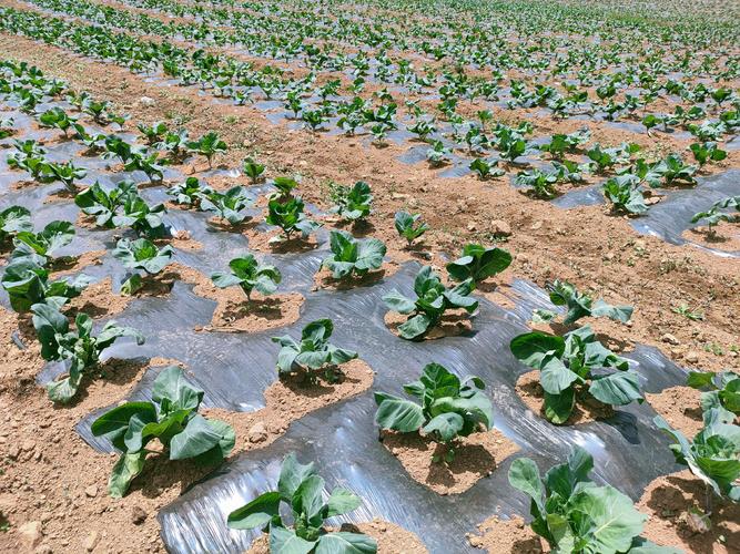 夏季甘蓝怎么种？视频技术要点有哪些？-图3