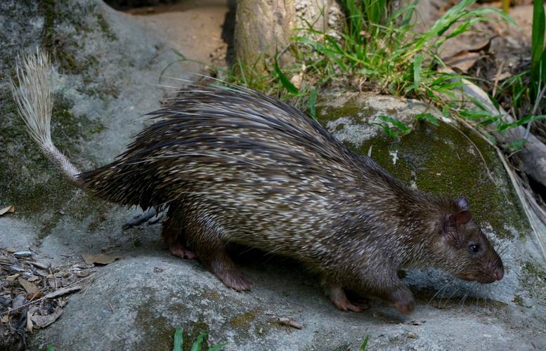 豪猪哪个品种适合养殖？-图1