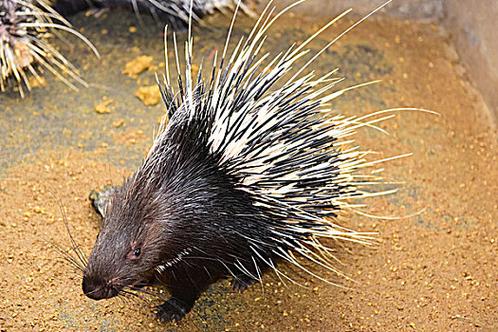 豪猪哪个品种适合养殖？-图2