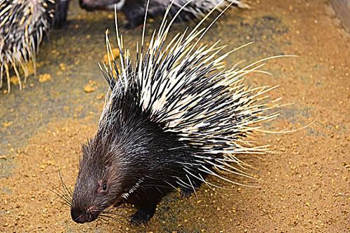 豪猪哪个品种适合养殖？-图3