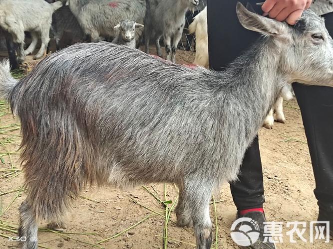山东济宁的羊什么品种-图2 山东济宁的羊什么品种-图2