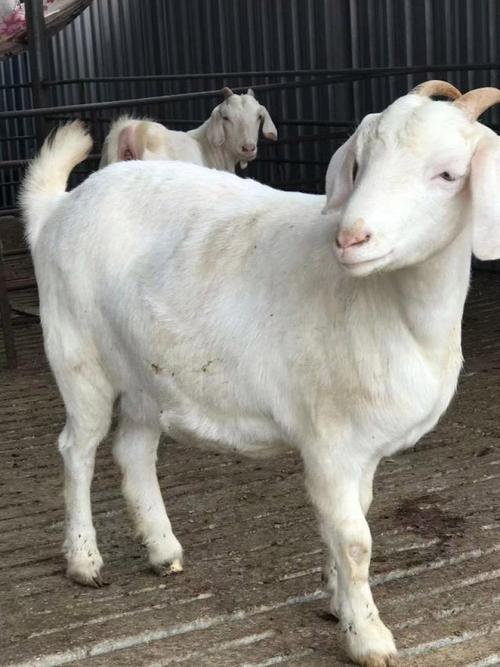 山东济宁的羊什么品种-图1 山东济宁的羊什么品种-图1