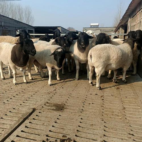 山东济宁的羊什么品种-图3 山东济宁的羊什么品种-图3