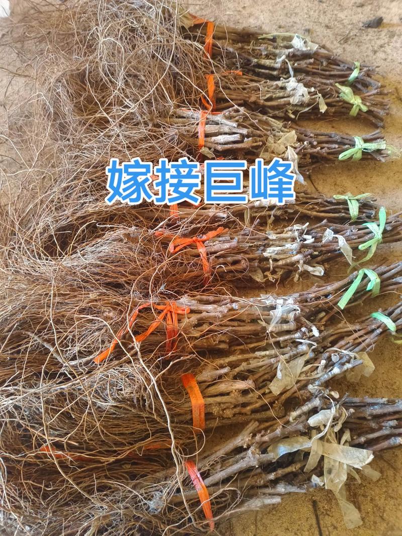 野生葡萄种植技术有哪些关键步骤？-图1