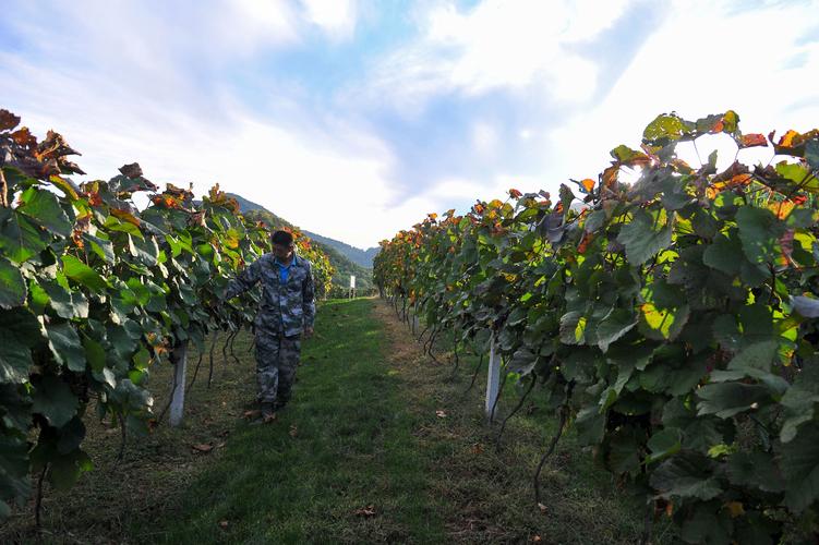野生葡萄种植技术有哪些关键步骤？-图3