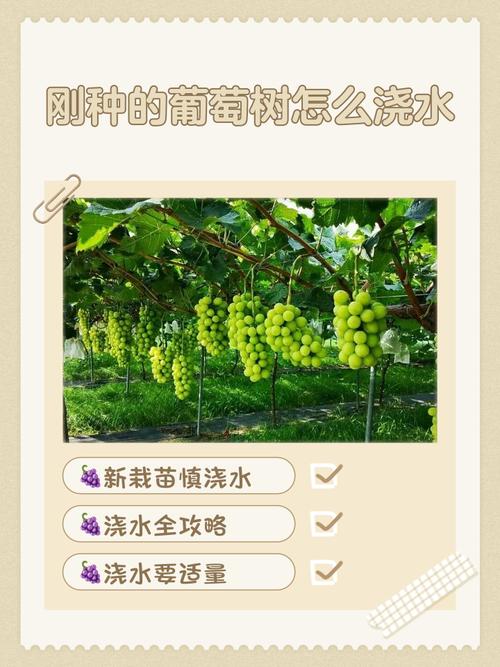 野生葡萄种植技术有哪些关键步骤？-图2