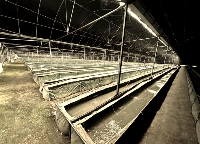 大棚水蛭立体养殖技术如何高效实施？-图1