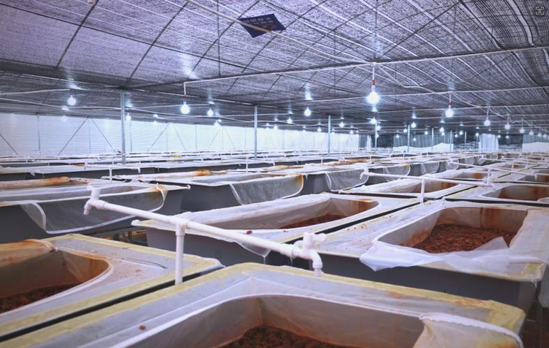 大棚水蛭立体养殖技术如何高效实施？-图3