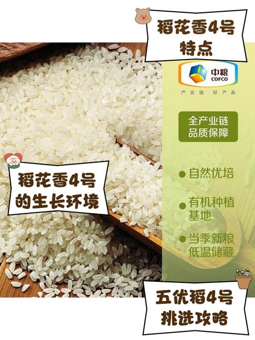 龙粳56水稻品种有何特性与优势？-图3