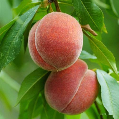 秋季常见桃子品种有哪些？-图2