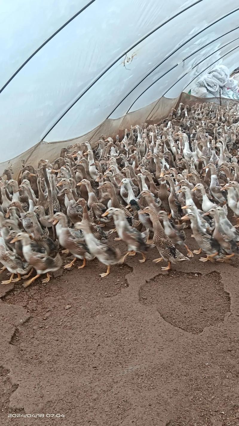 什么鸭子品种产蛋量高？-图1
