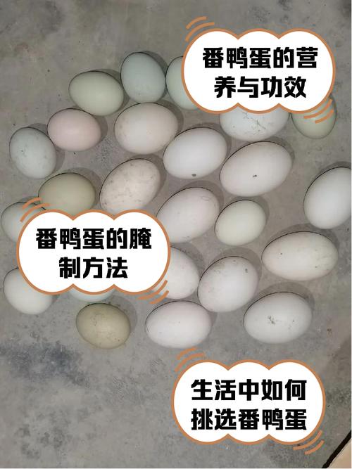 什么鸭子品种产蛋量高？-图2