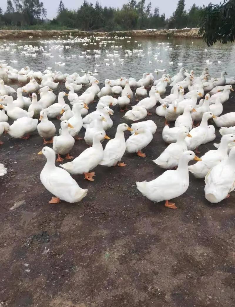 什么鸭子品种产蛋量高？-图3